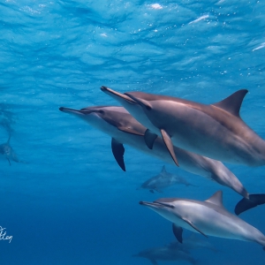 Dolfijnen bij Dolphin House